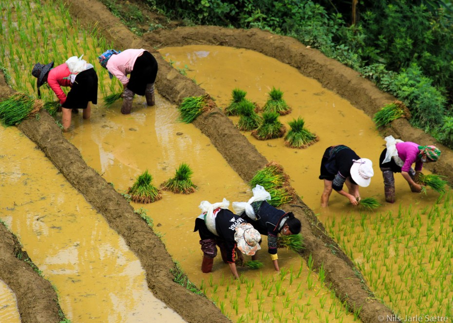 Seks kvinner setter i nye planter i rismarkene.