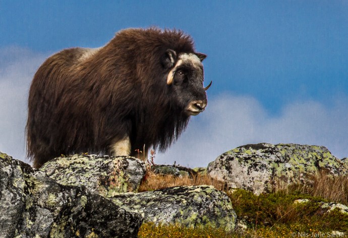 Oksen viser hvem som er konge på haugen.