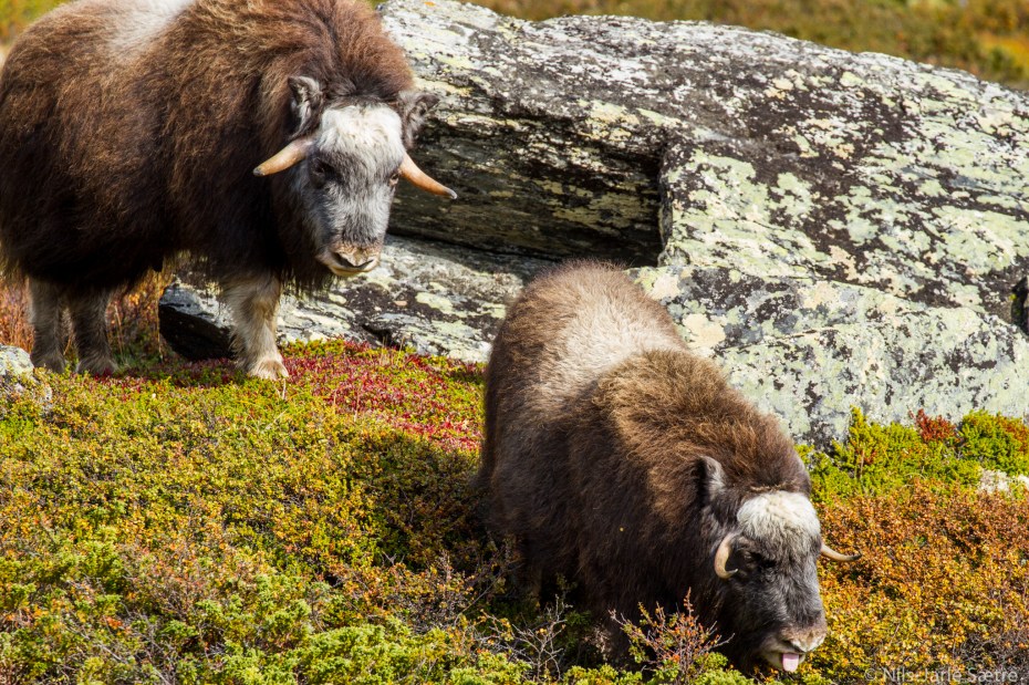 To moskuser som er på vei mot meg.