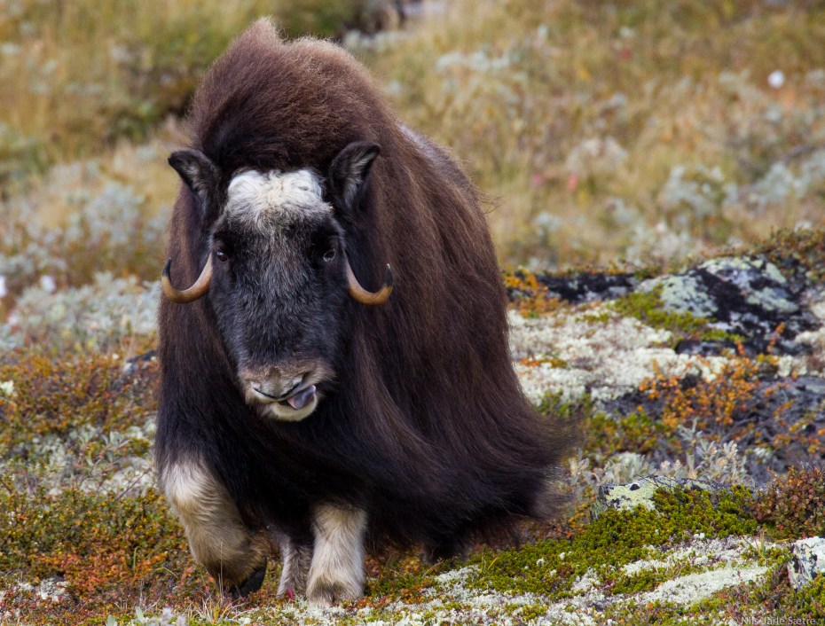 Stikk - her bestemmer jeg!