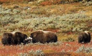 To moskus slåss litt på om lag 300 meters avstand fra meg.