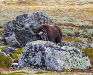 Oksen gnir seg mot steinen jeg satt oppå bare tre minutter tidligere.